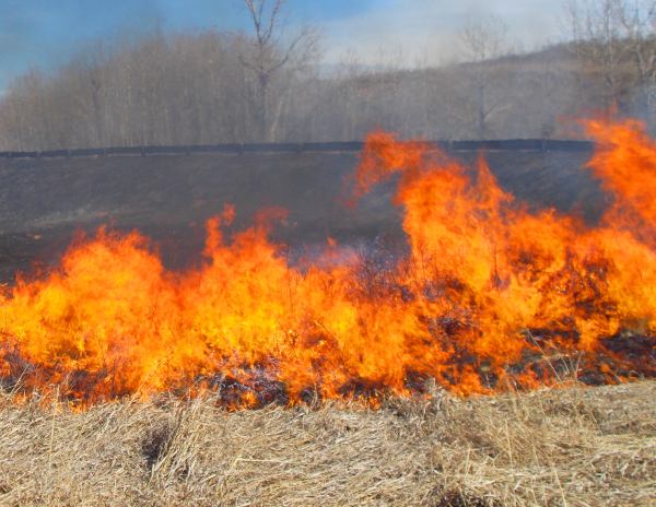 grass_fire_burning_into_black_small