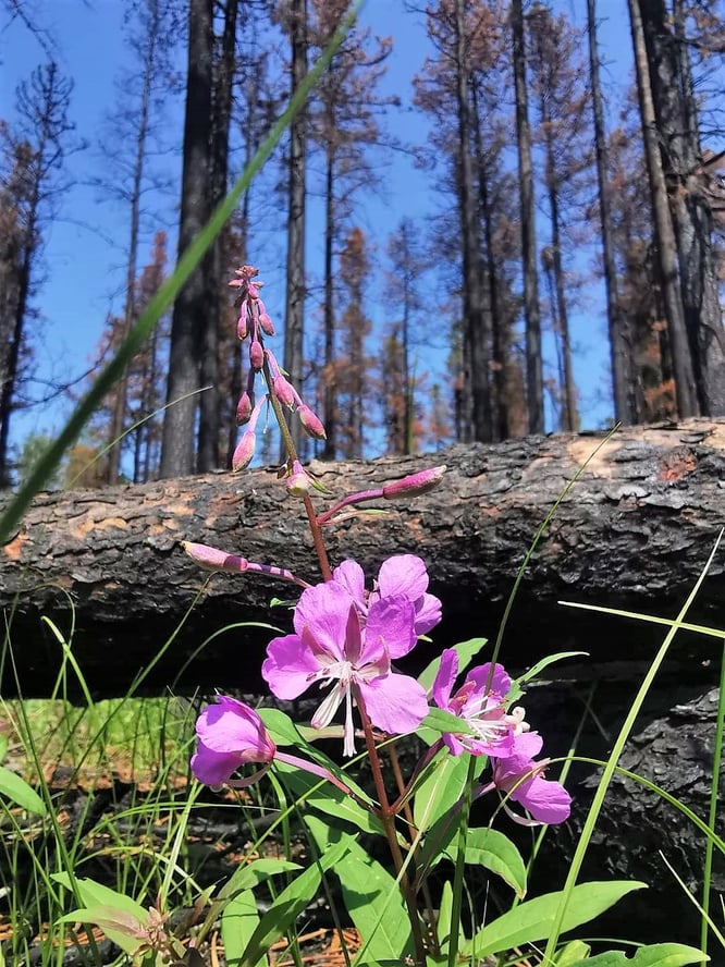 126 Aug 7 Fireweed at Willmore Park