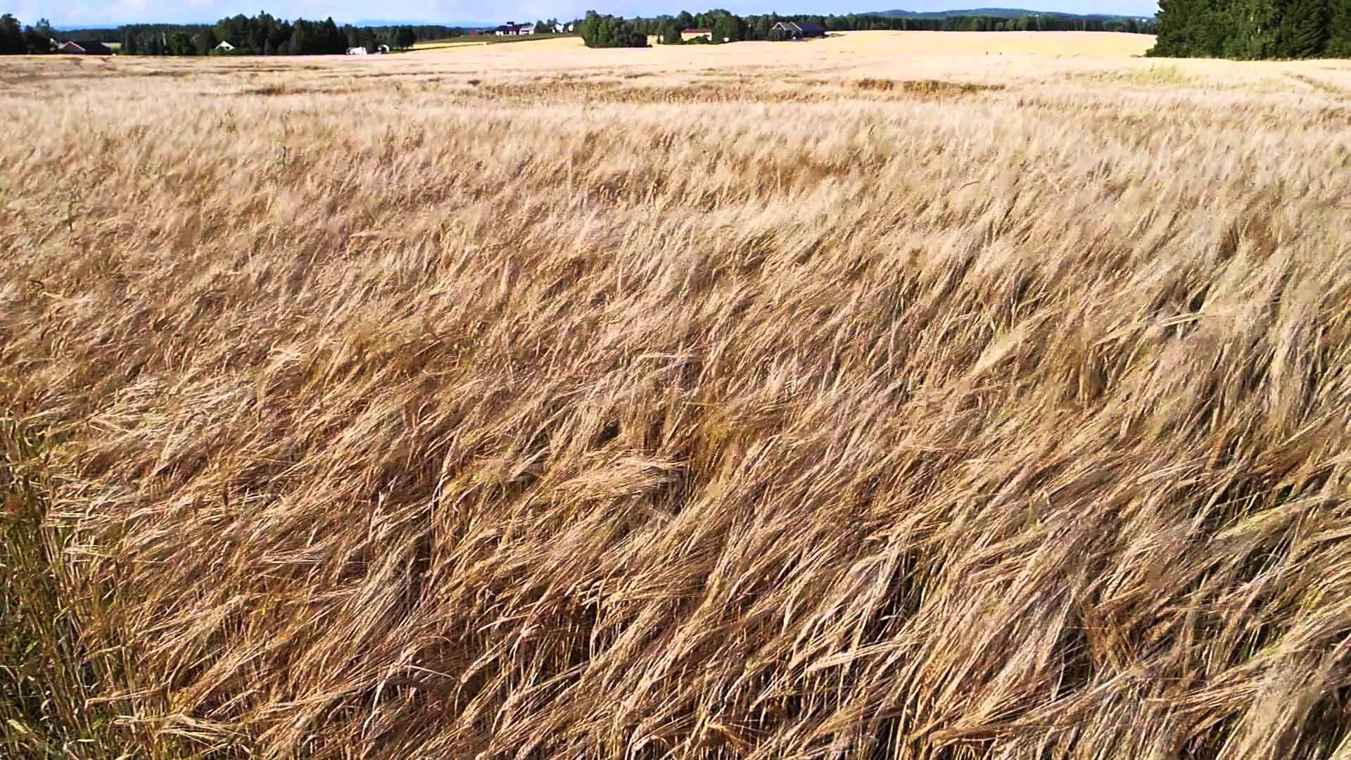 winds_in_dry_grass