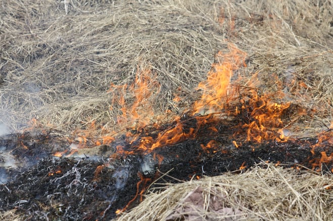 7 March 29 Grass Burns Quickly