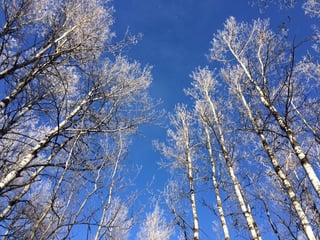 winter trees.jpg