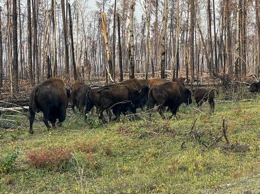 bison Wood Buffalo Complex Sept 19